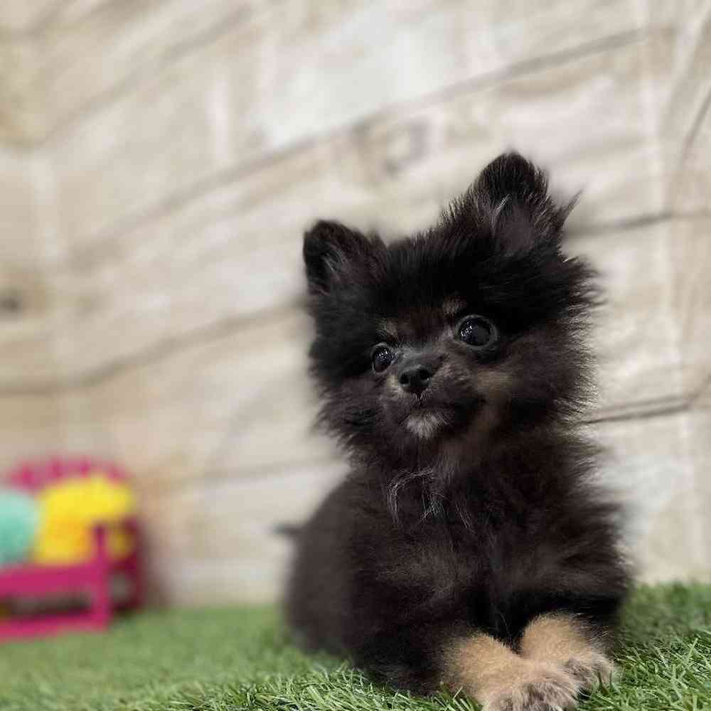 Male Pomeranian Puppy for Sale in Braintree, MA
