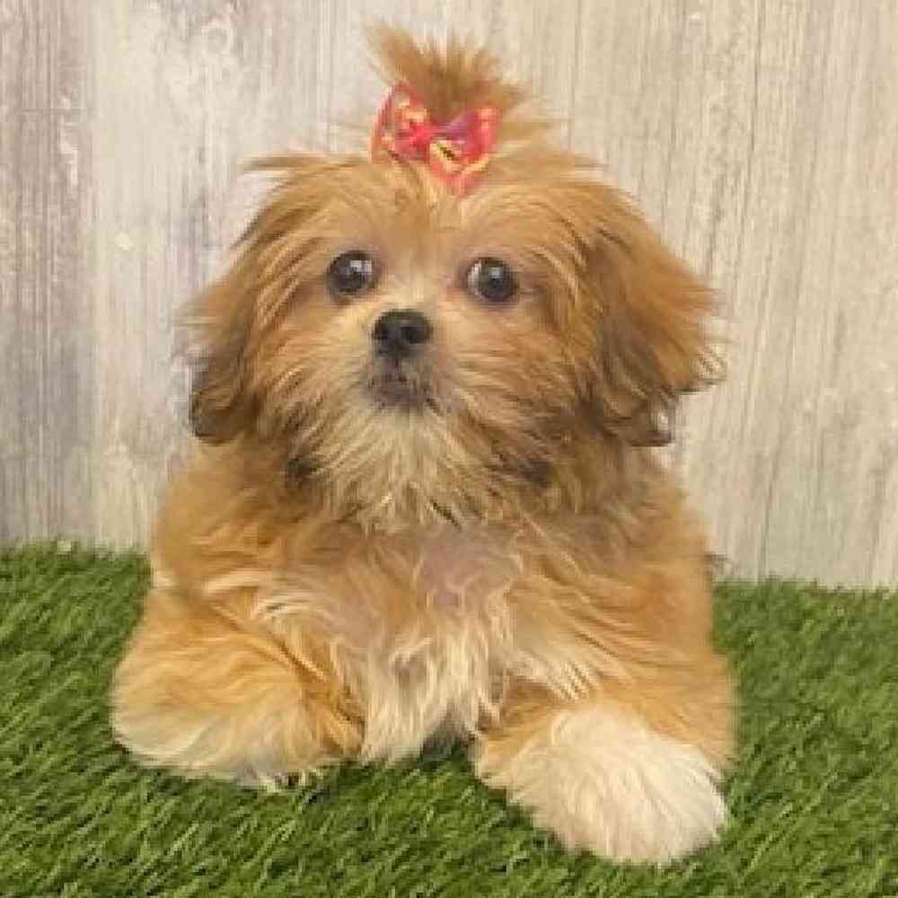 Female Lhasa Apso Puppy for sale