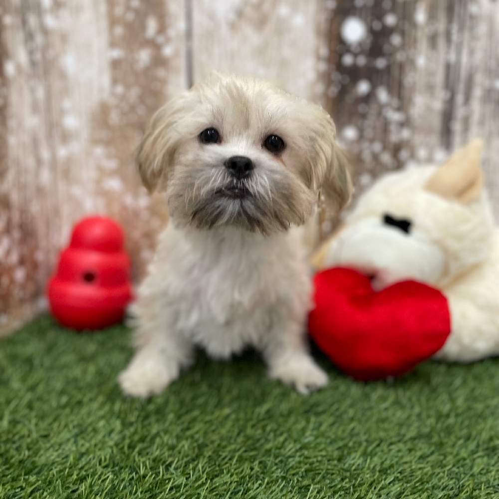 Male Malshi Puppy for Sale in Braintree, MA