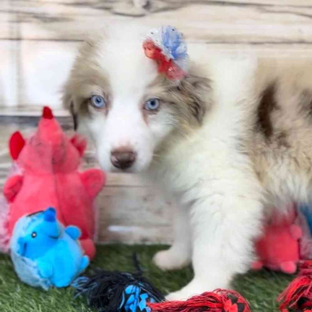 Female Miniature Australian Shepherd Puppy for Sale in Saugus, MA