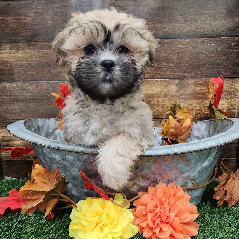 Male Malshi Puppy for Sale in Braintree, MA