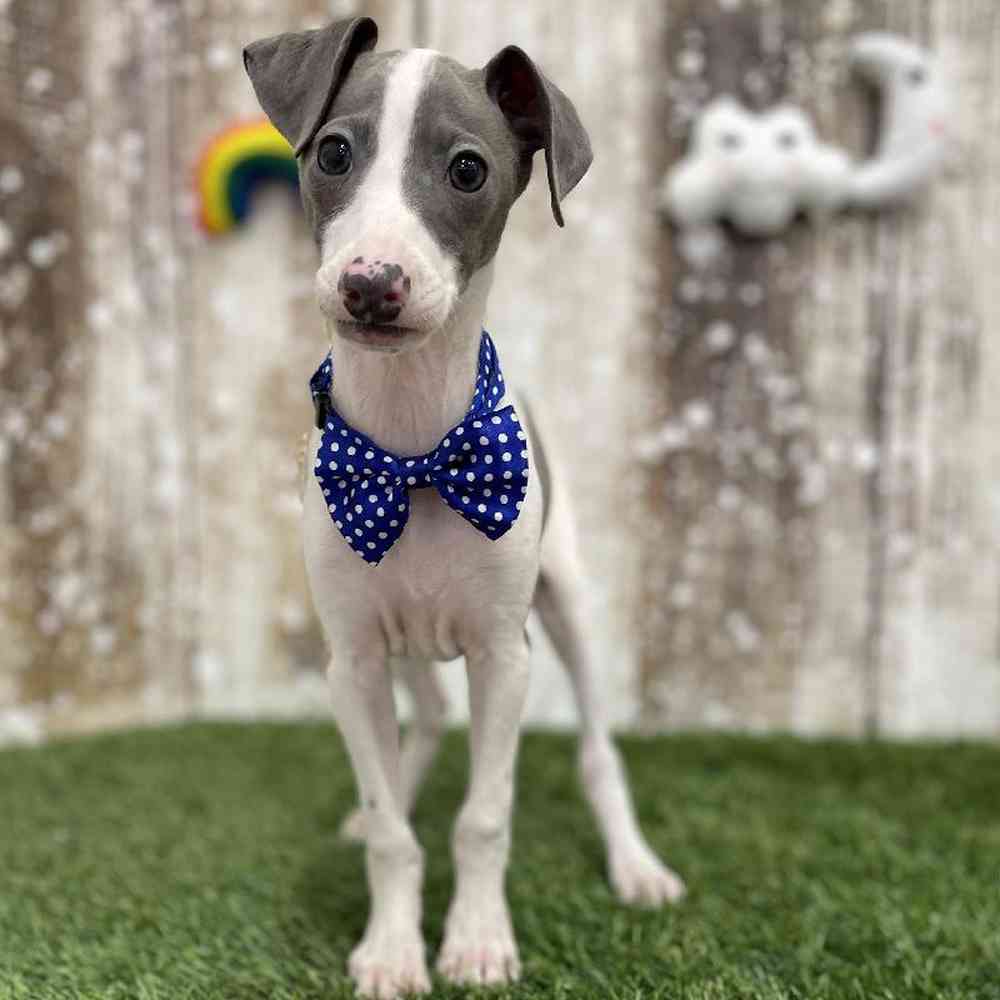 Male Italian Greyhound Puppy for Sale in Braintree, MA