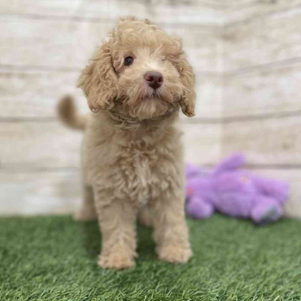 Female Mini NewfyPoo Puppy for Sale in Braintree, MA