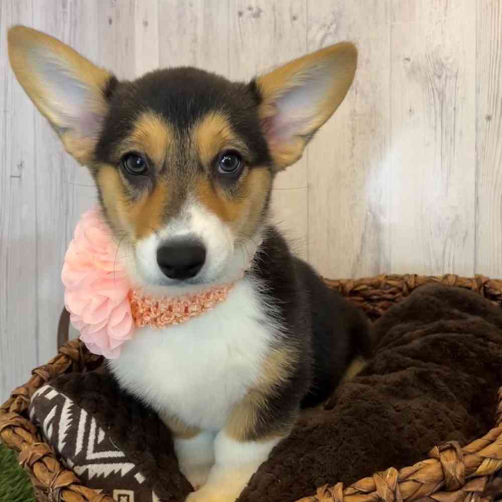 Female Pembroke Welsh Corgi Puppy for Sale in Saugus, MA