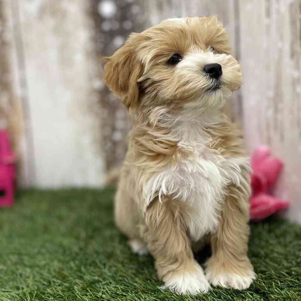 Female Lhasa-Poo Puppy for Sale in Braintree, MA