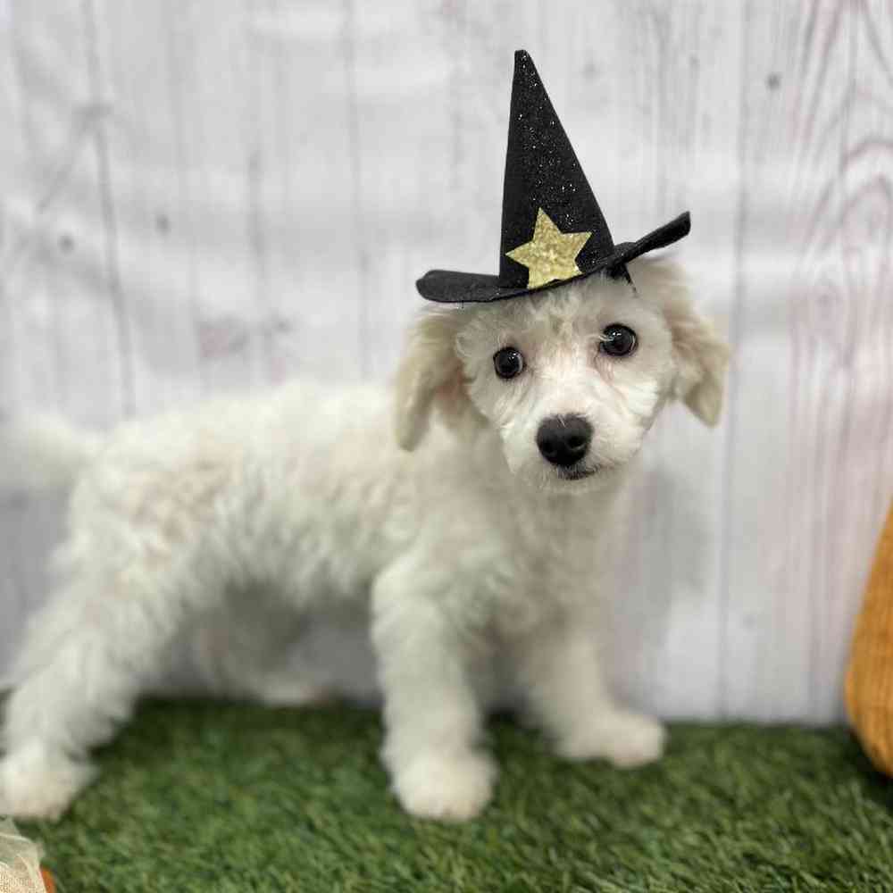 Female Poodle Toy Puppy for Sale in Braintree, MA