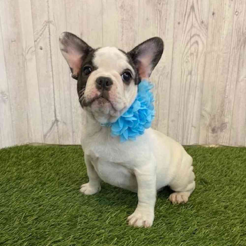 Female French Bulldog Puppy for Sale in Saugus, MA