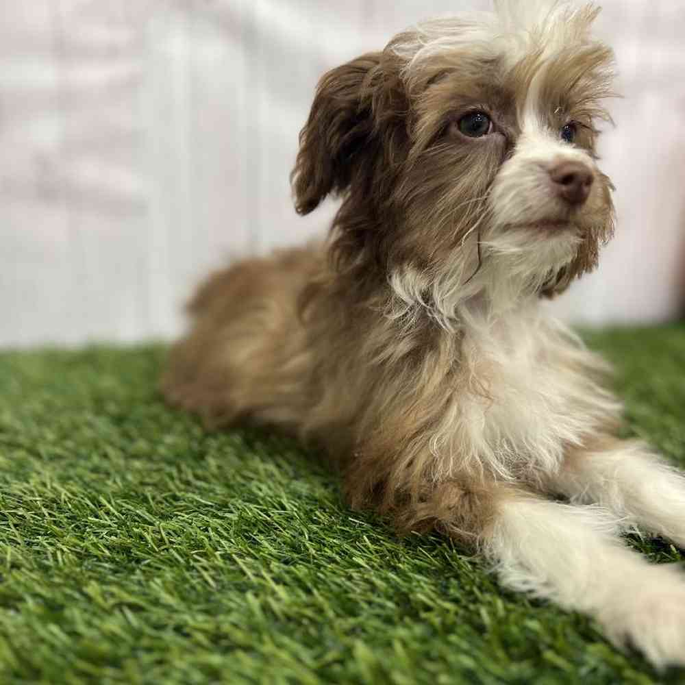 Male Mini Aussiedoodle Puppy for Sale in Braintree, MA