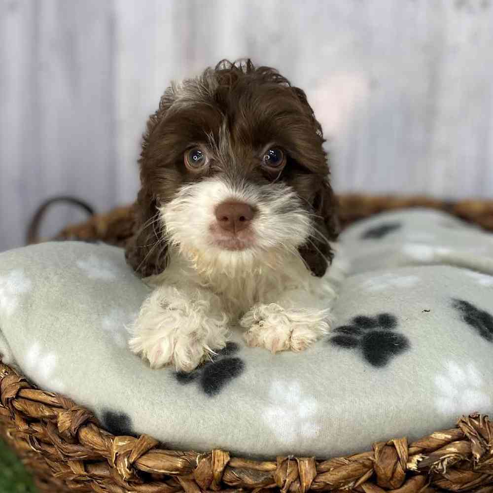 Male Cockapoo Puppy for Sale in Saugus, MA