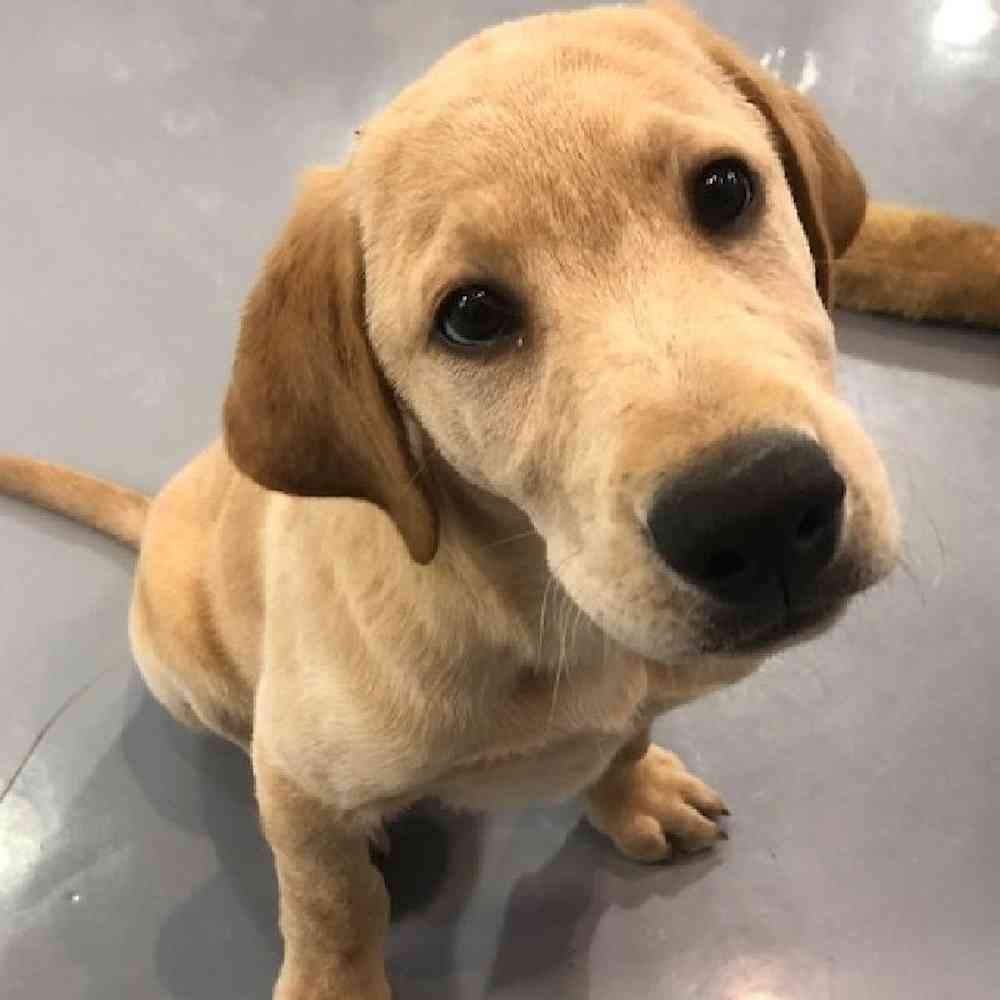 Male Labrador Retriever Puppy for sale