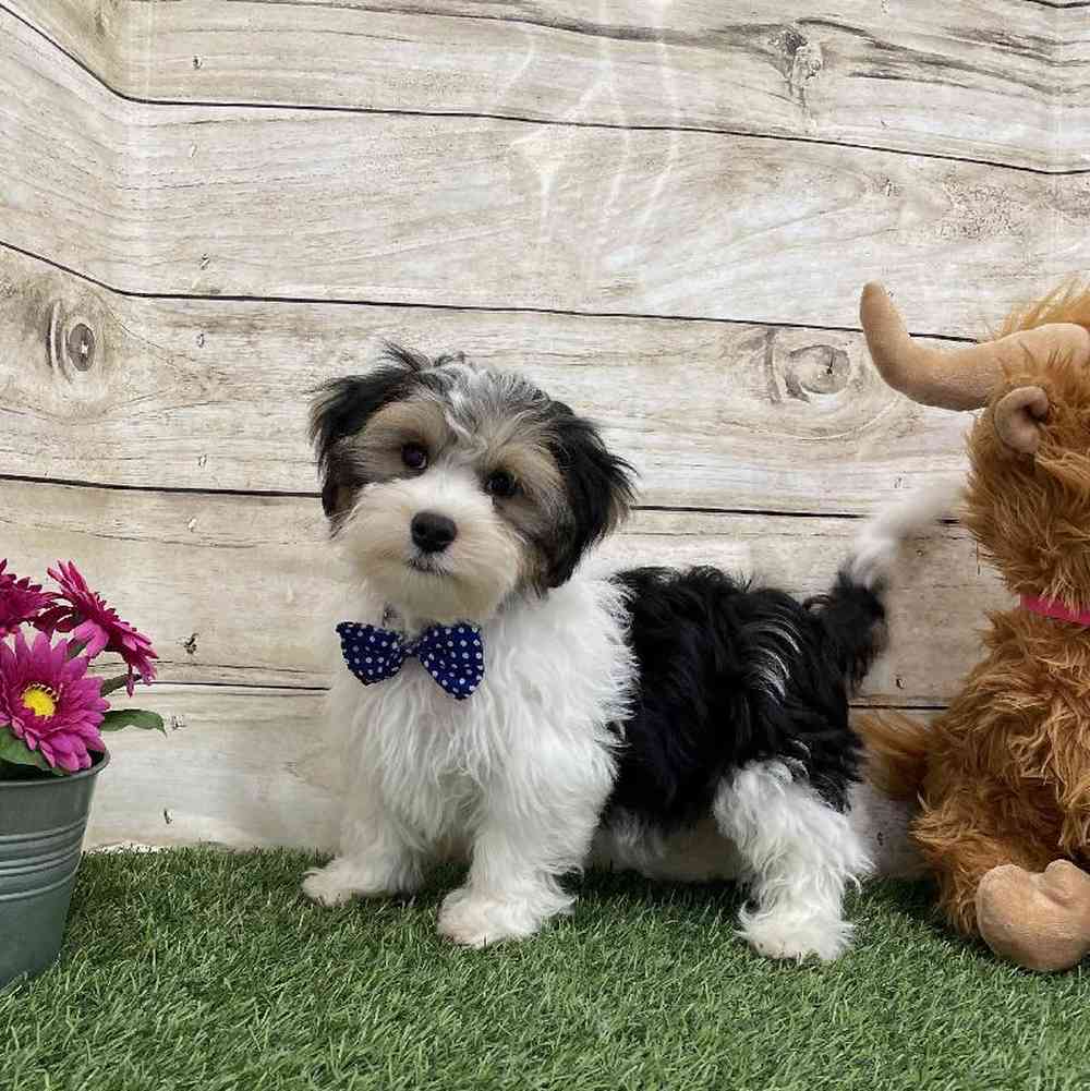 Male Morkie Puppy for Sale in Braintree, MA