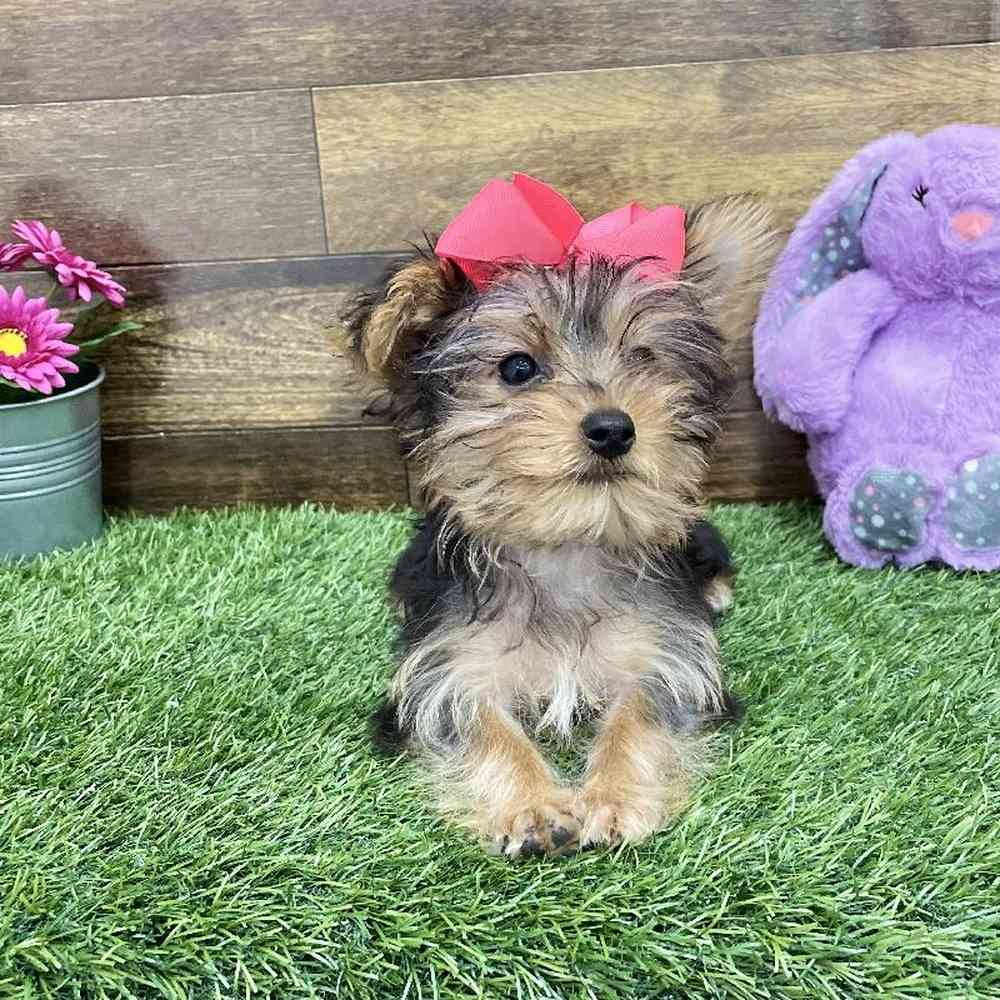 Female Yorkshire Terrier Puppy for Sale in Braintree, MA