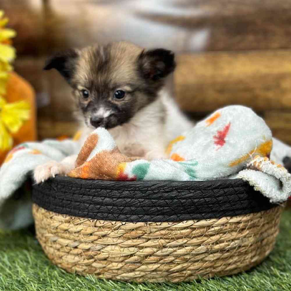 Male Papillon Puppy for Sale in Braintree, MA