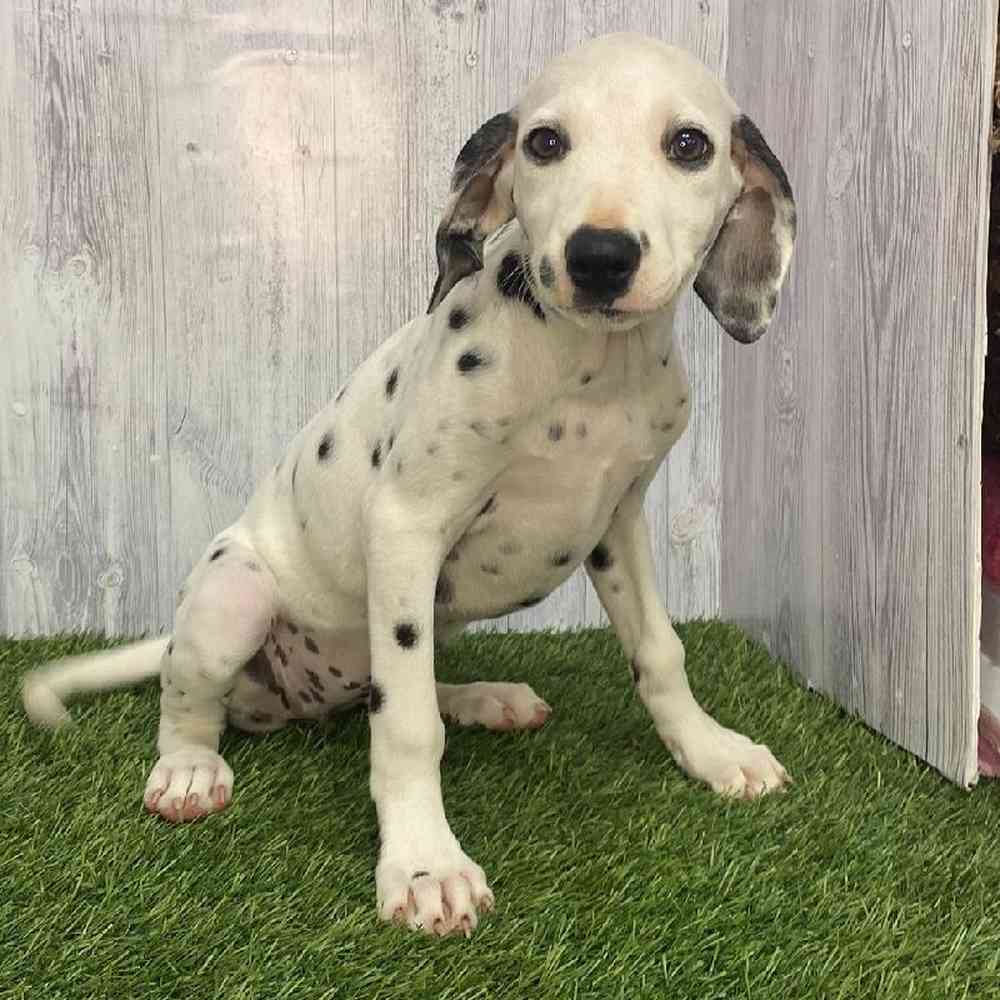 Female Dalmatian Puppy for Sale in Saugus, MA