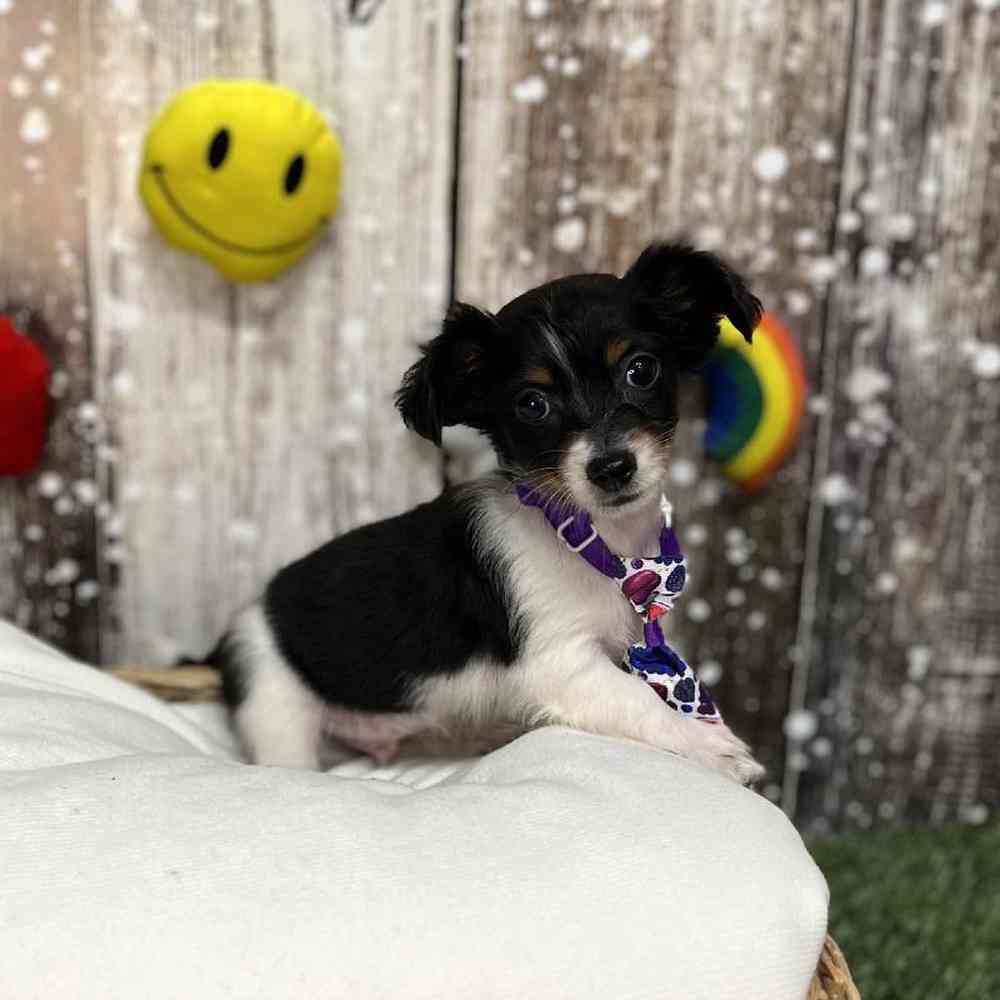 Male Chiweenie Puppy for Sale in Saugus, MA