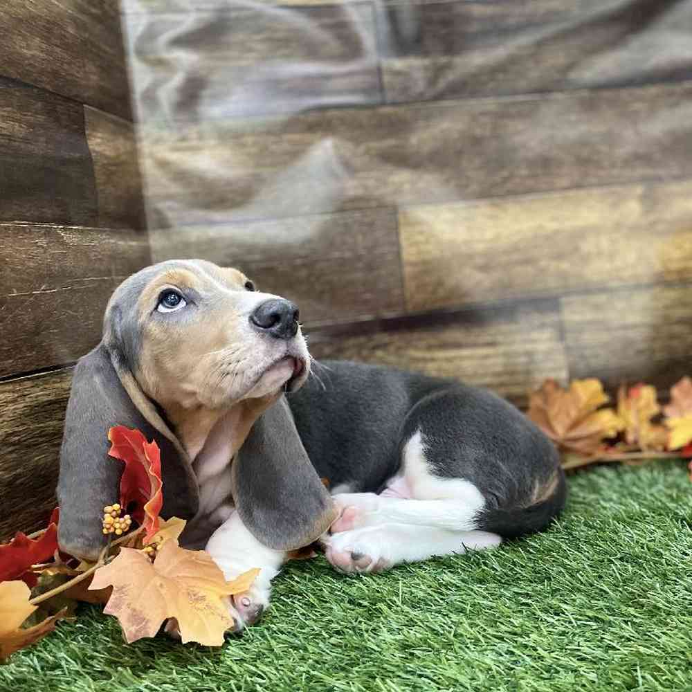 Male Basset Hound Puppy for Sale in Braintree, MA