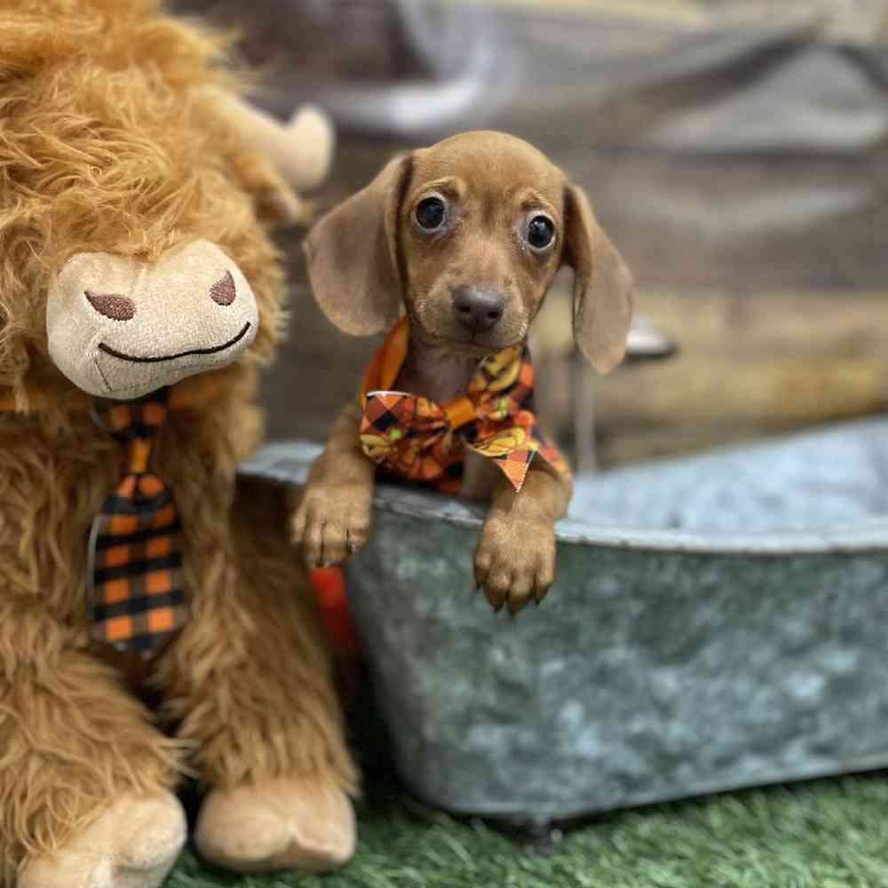 Male Dachshund Puppy for Sale in Braintree, MA