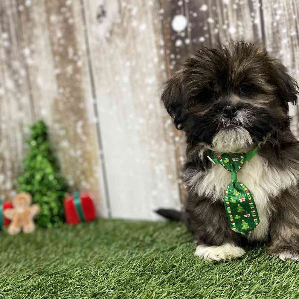 Male Lhasa Apso Puppy for Sale in Braintree, MA