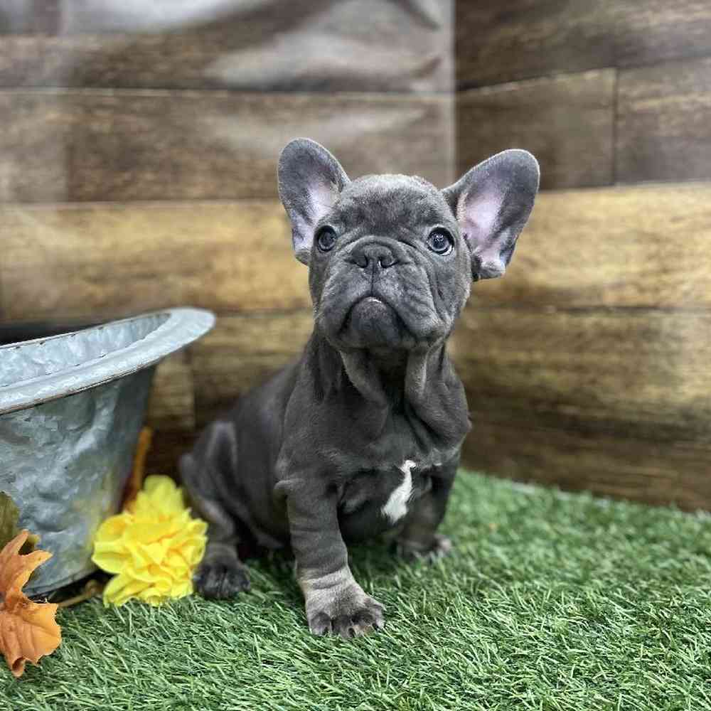 Male French Bulldog Puppy for Sale in Braintree, MA