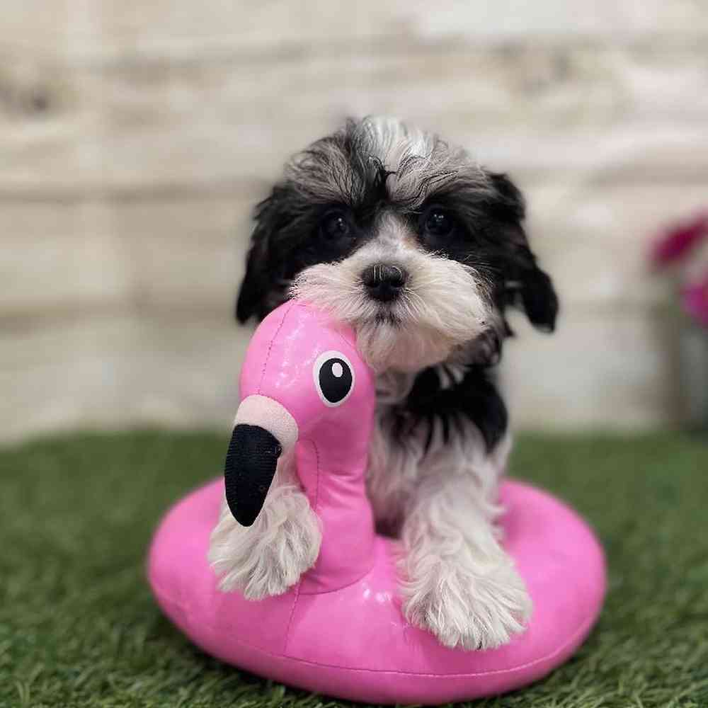 Female Havamalt Puppy for Sale in Braintree, MA