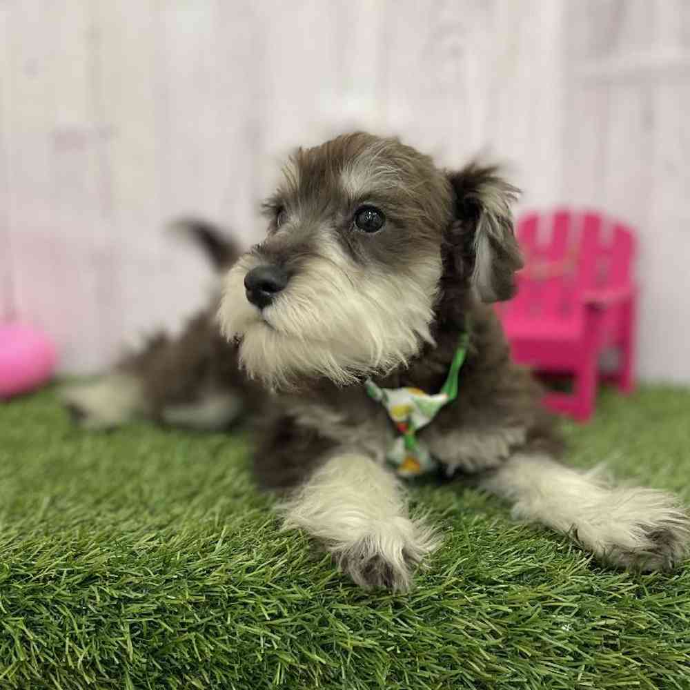Male Miniature Schnauzer Puppy for Sale in Braintree, MA