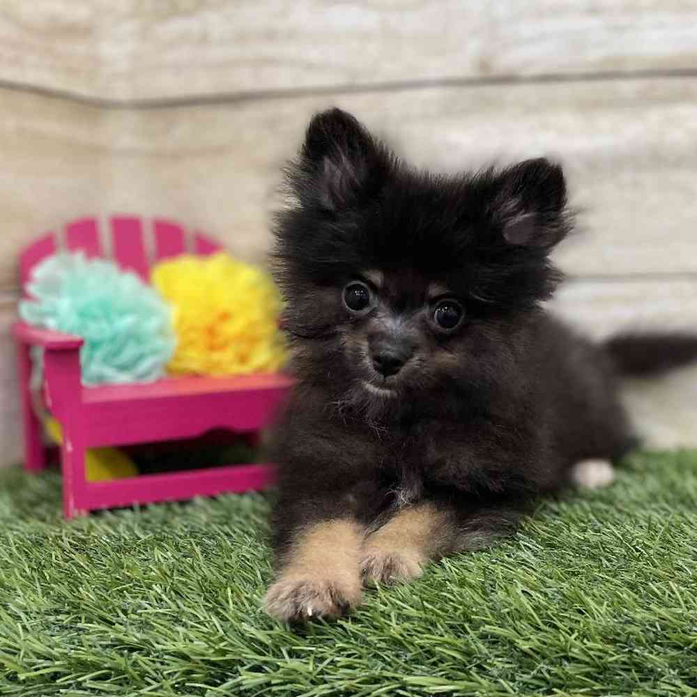 Male Pomeranian Puppy for Sale in Braintree, MA