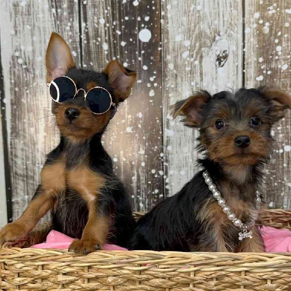 Female Yorkshire Terrier Puppy for Sale in Saugus, MA