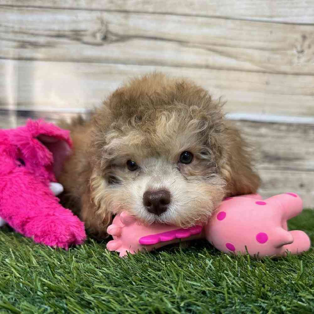 Female Mini NewfyPoo Puppy for Sale in Saugus, MA