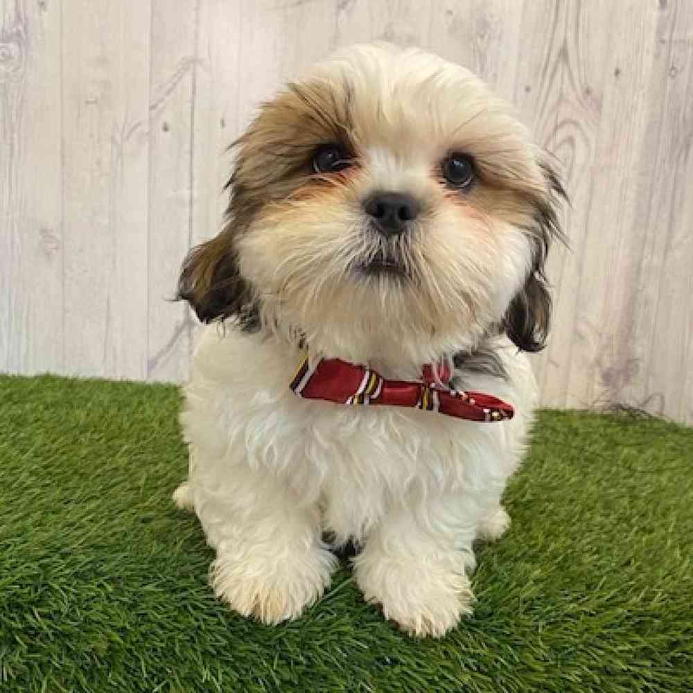 Male Lhasa- Tzu Puppy for sale