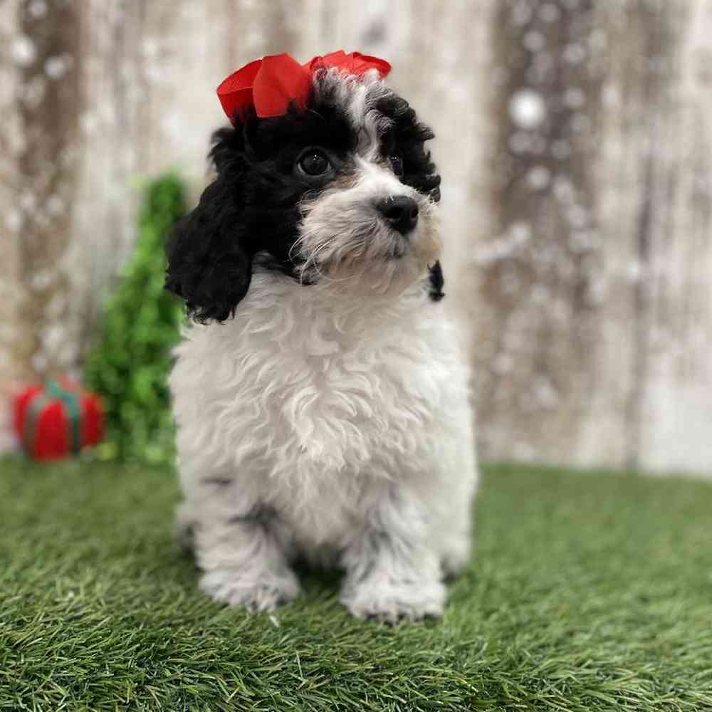 Female Cavachon Puppy for Sale in Braintree, MA