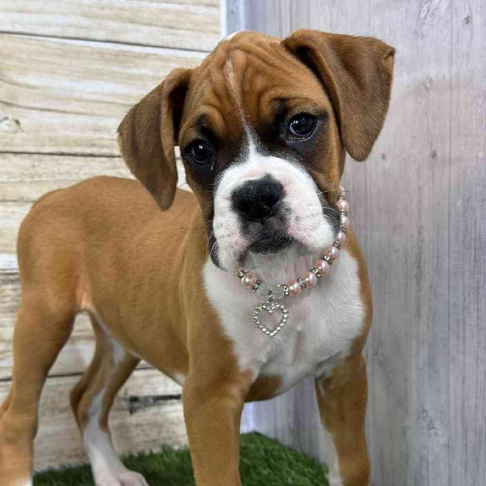 Female Boxer Puppy for Sale in Saugus, MA