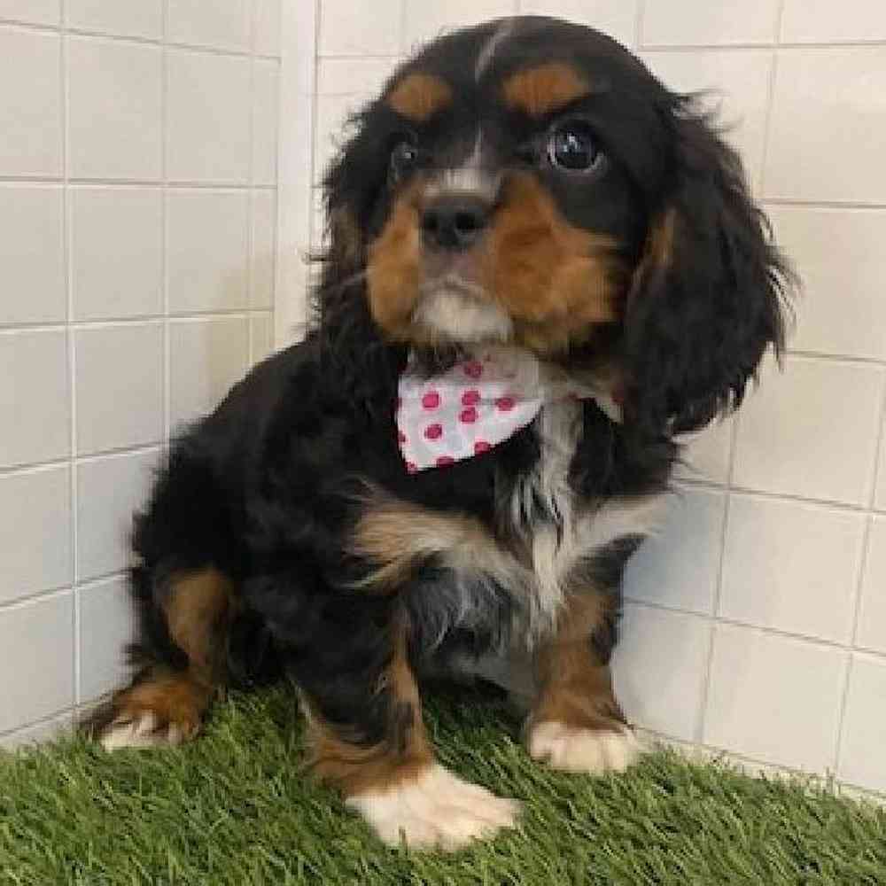 Male Cavalier King Charles Spaniel Puppy for sale