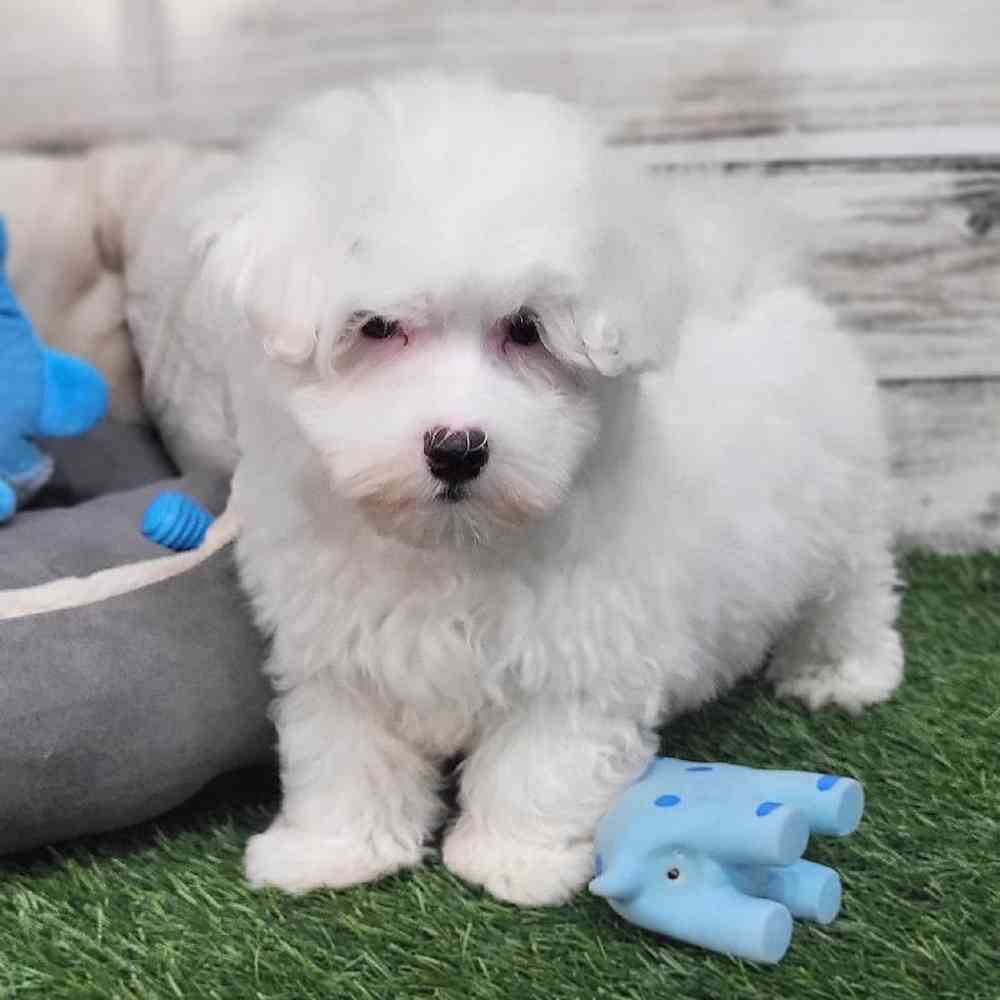 Male Coton De Tulear Puppy for Sale in Saugus, MA