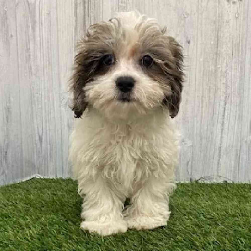 Male Shih-Poo Puppy for Sale in Braintree, MA