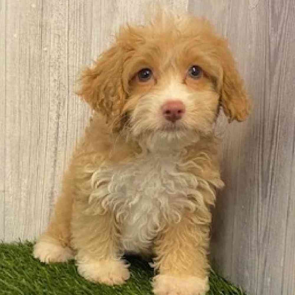 Female Cockapoo Puppy for sale