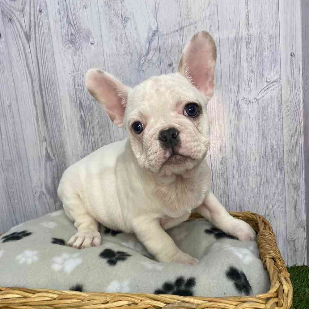 Male French Bulldog Puppy for Sale in Saugus, MA