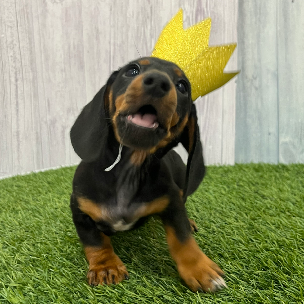 Female Dachshund Puppy for Sale in Braintree, MA