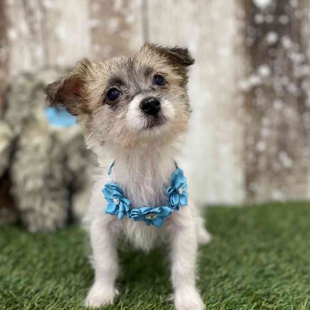 Female Yochon Puppy for Sale in Braintree, MA