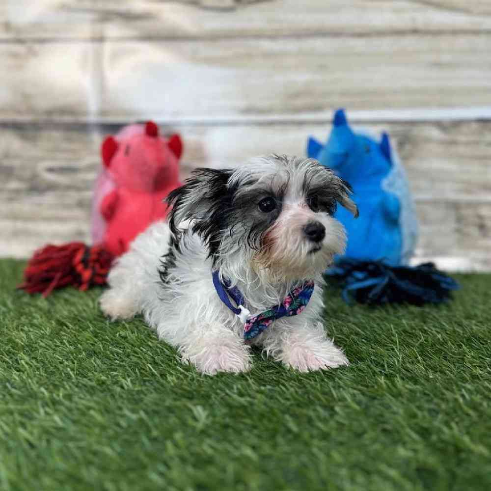 Male Morkie Puppy for Sale in Saugus, MA