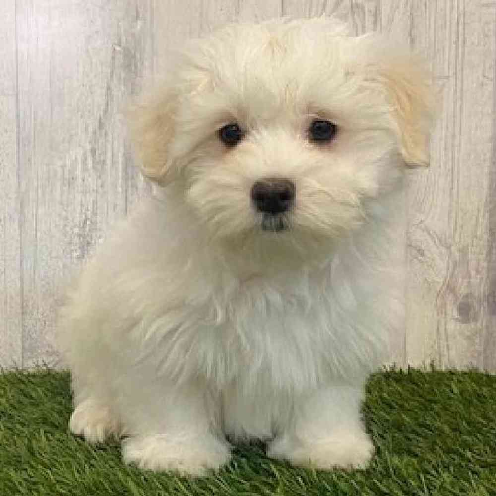Male Maltese Puppy for sale