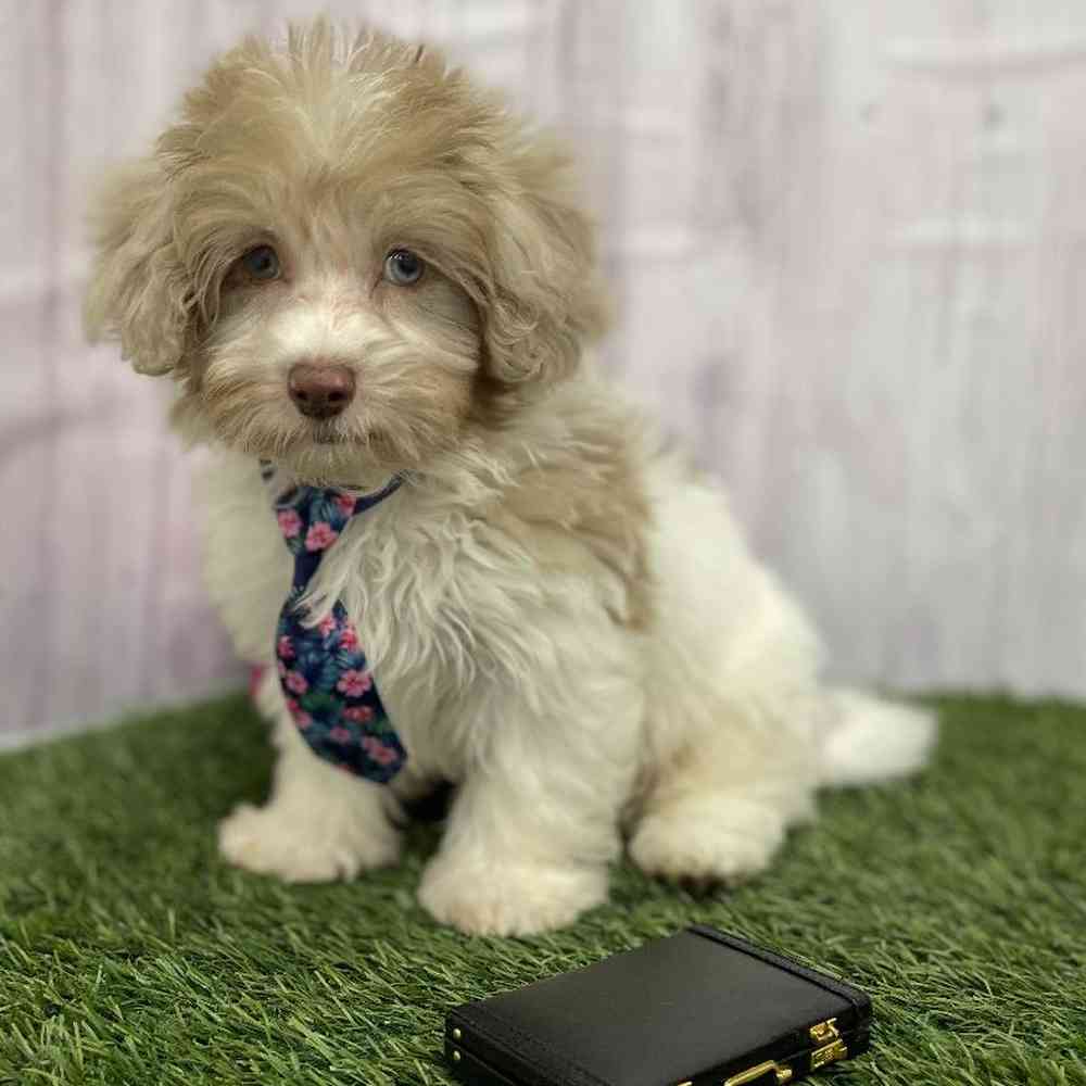 Male Havapoo Puppy for Sale in Braintree, MA