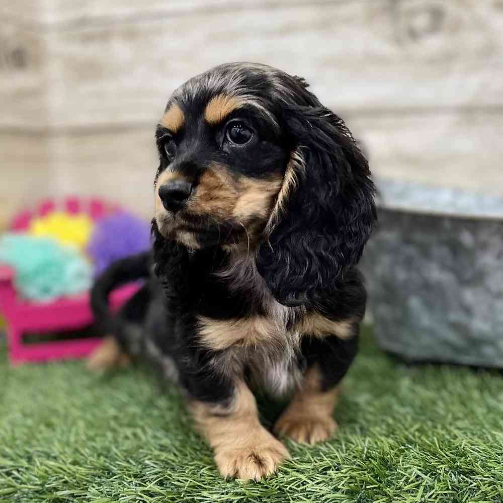 Male Docker Puppy for Sale in Braintree, MA