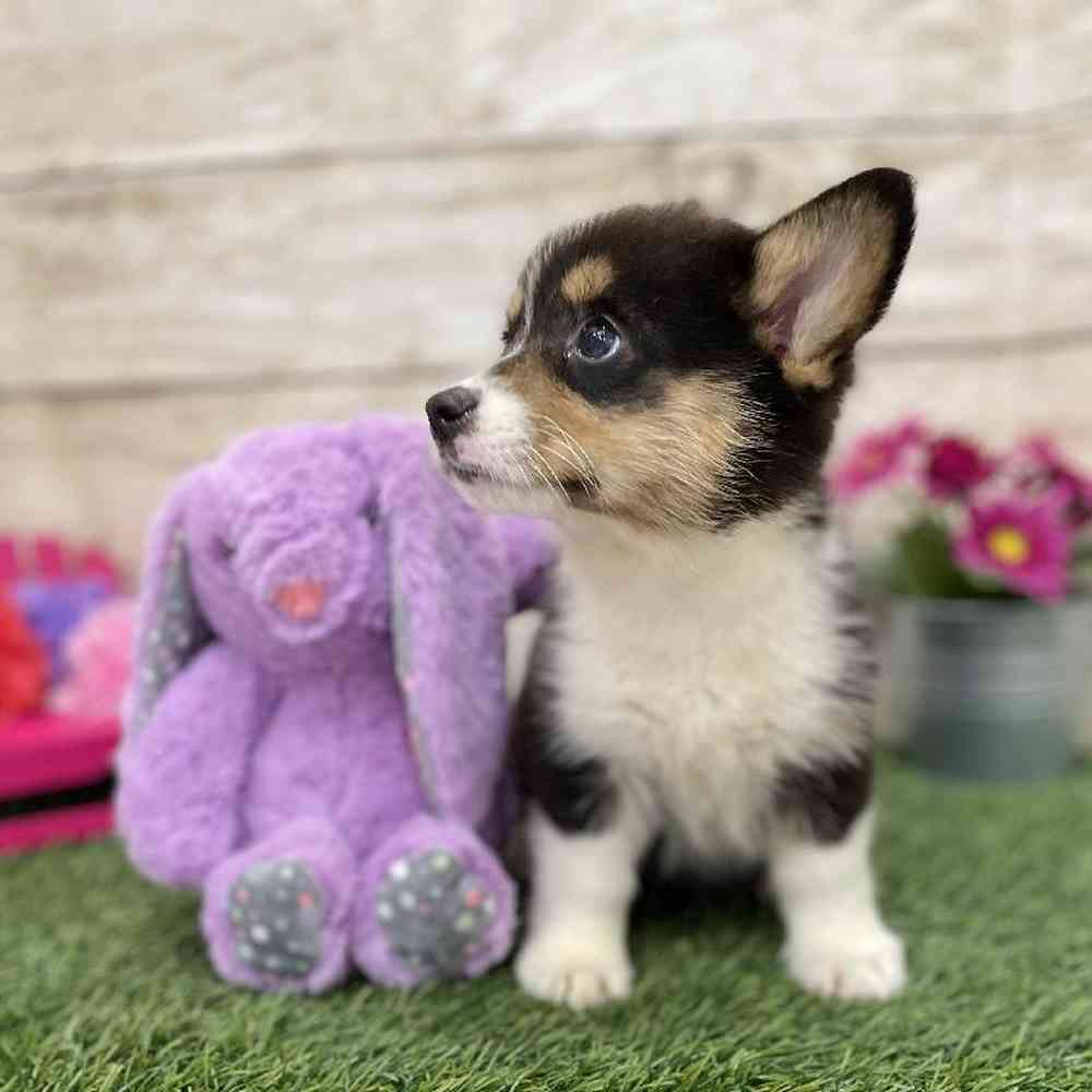 Female Pembroke Welsh Corgi Puppy for Sale in Braintree, MA