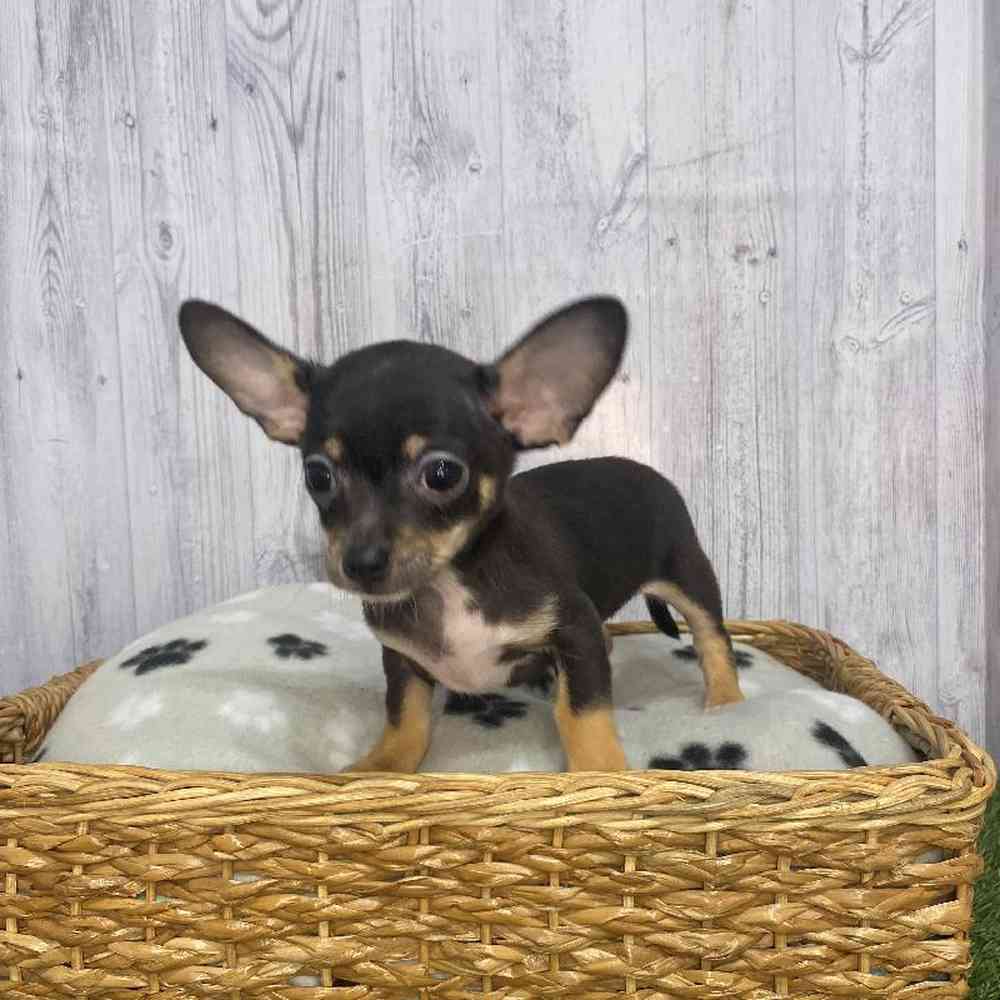 Male Chihuahua Puppy for Sale in Saugus, MA
