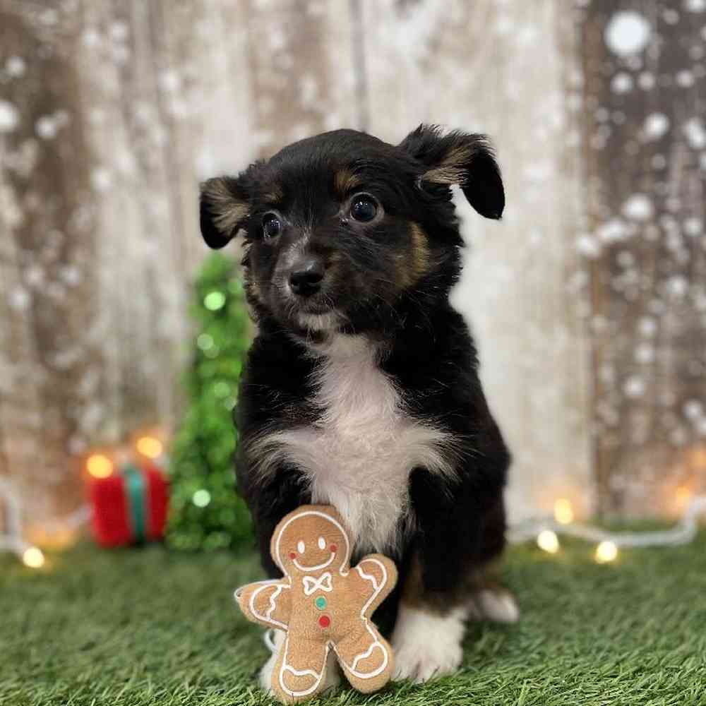 Female Miniature Australian Shepherd Puppy for Sale in Braintree, MA