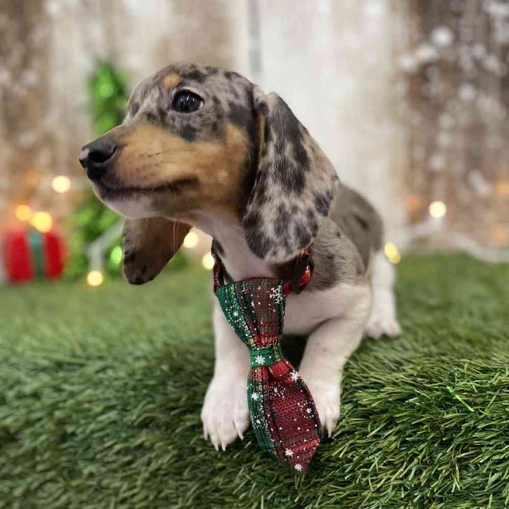 Male Dachshund Puppy for Sale in Braintree, MA