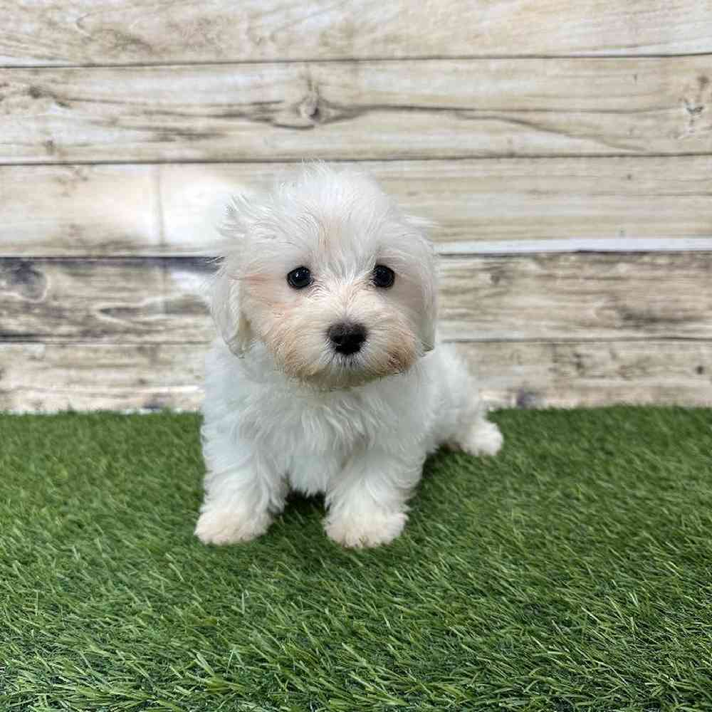 Male Maltese Puppy for Sale in Saugus, MA