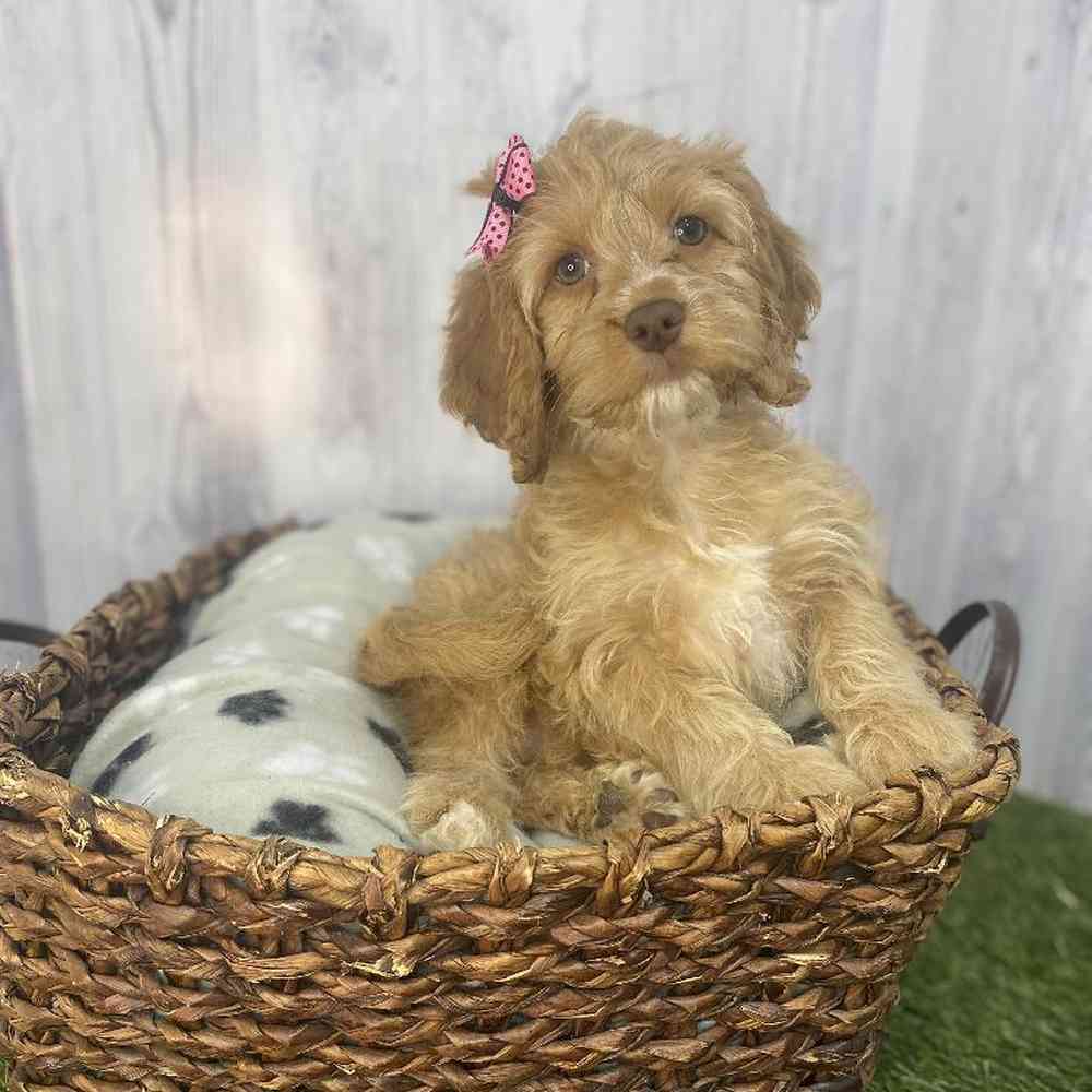Female Cockapoo Puppy for Sale in Saugus, MA