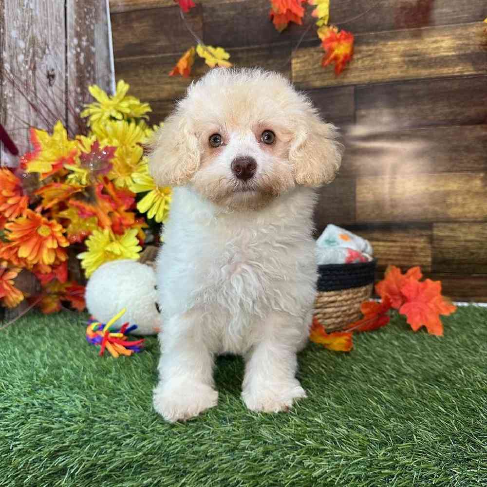 Female Mini NewfyPoo Puppy for Sale in Saugus, MA