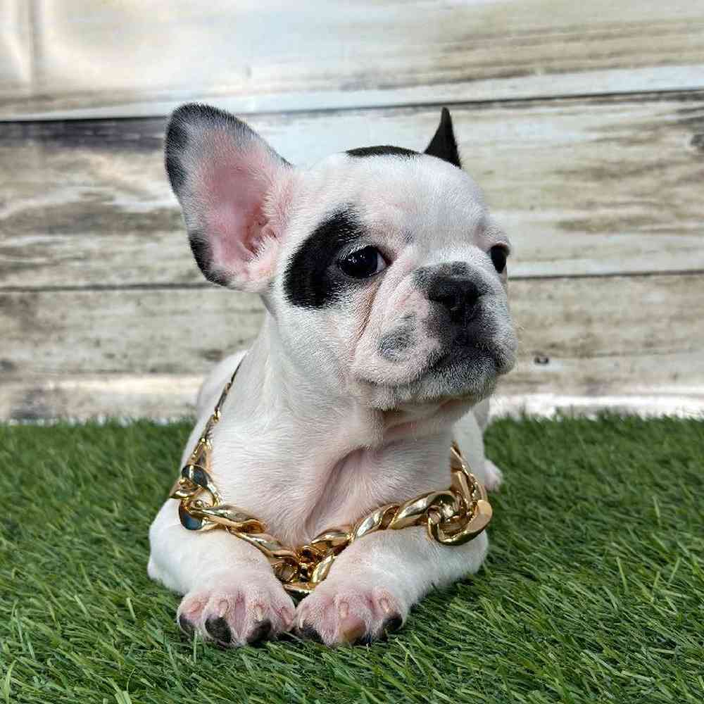 Male French Bulldog Puppy for Sale in Saugus, MA